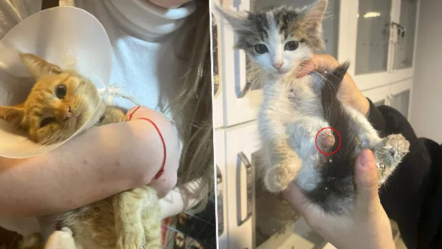 Isparta'da Şok! Bağlama Büyüsü İçin Hayvanlara İşkence Mi?