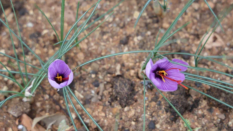 Kuraklık nedeniyle çiçek sayısı azalan safranın gramı 600 TL oldu