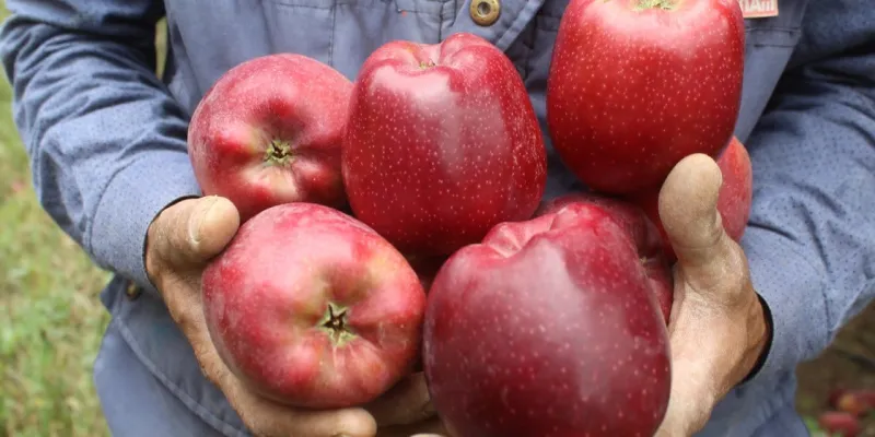 Limon ve elmayı satacaklar dikkat! İhracatı artık izne tabi