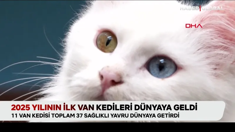 2025 yılının ilk van kedileri dünyaya geldi