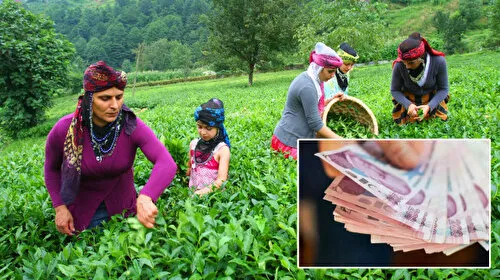 Bakanlık duyurdu: Yaş çay fiyatı belli oldu