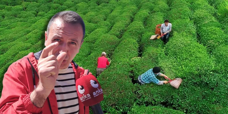 Çay üreticisi böyle isyan etti! "Bir paket cips kadar değerimiz yok mu?"