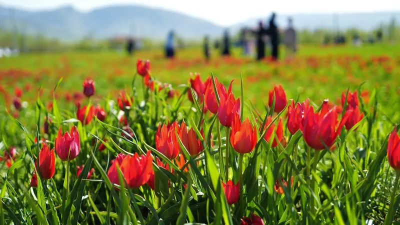 Muş’ta 20 günlük "lale devri"