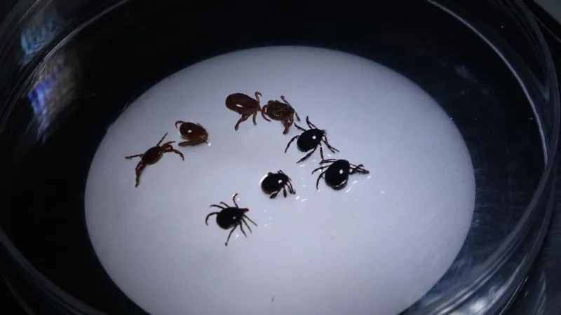 Sivas'ta 8 kişiye KKKA tanısı konuldu, 1 kişi hayatını kaybetti