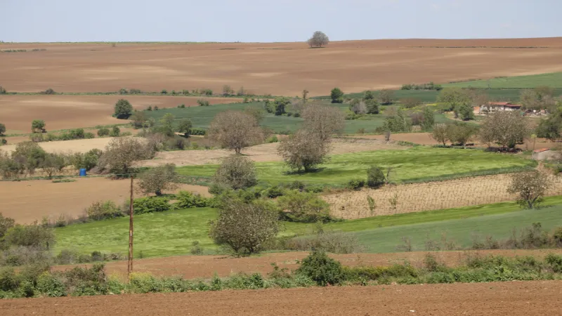 Trakya'da artan böcek popülasyonu tarımsal üretimi olumsuz etkiliyor