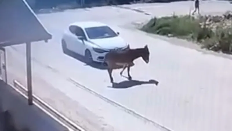 Vicdansız adam! Arabasını eşeğin üzerine sürüp ayağını ezdi