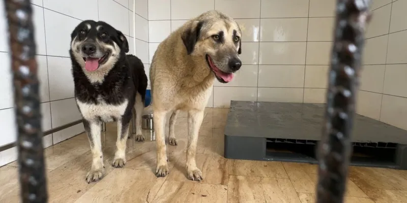 Zehirlenen köpekler hızlı müdahale ile kurtarıldı