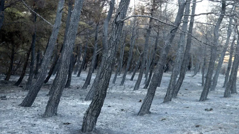 Tekirdağ'da çıkan orman yangını kısmen kontrol altına alındı, zarar gören alanlar görüntülendi