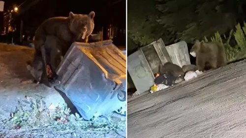 Uludağ'da aç kalan ayılar çöplere dadandı